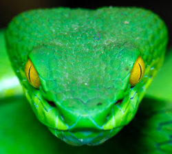 greenviper